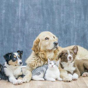 volunteer animal communicator