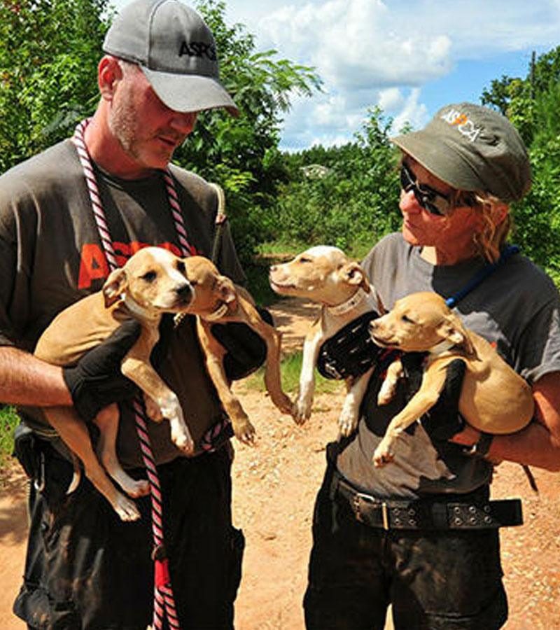 pet shelter animal communication